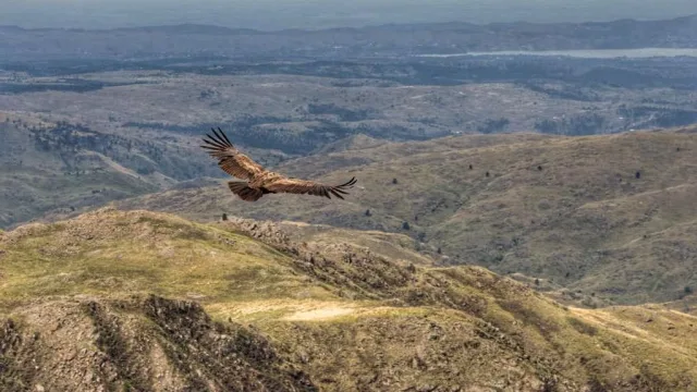 Cóndor andino extendiendo sus alas mientras vuela sobre un paisaje montañoso con colinas verdes y cielos despejados