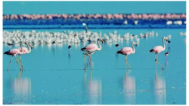 Grupo de flamencos rosados caminando en aguas poco profundas de una laguna, con reflejos en el agua y más aves al fondo