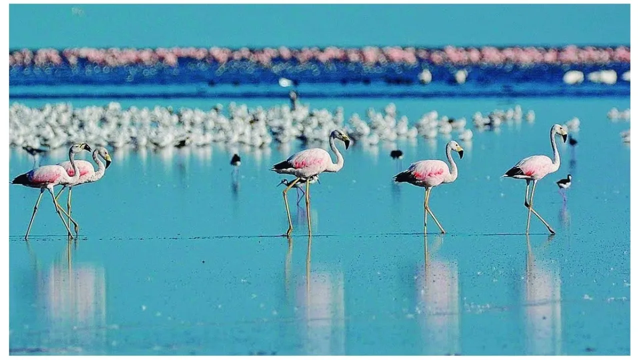 Grupo de flamencos rosados caminando en aguas poco profundas de una laguna, con reflejos en el agua y más aves al fondo