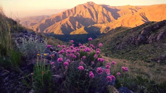 Montañas cubiertas de vegetación con flores moradas en primer plano y luz dorada del atardecer